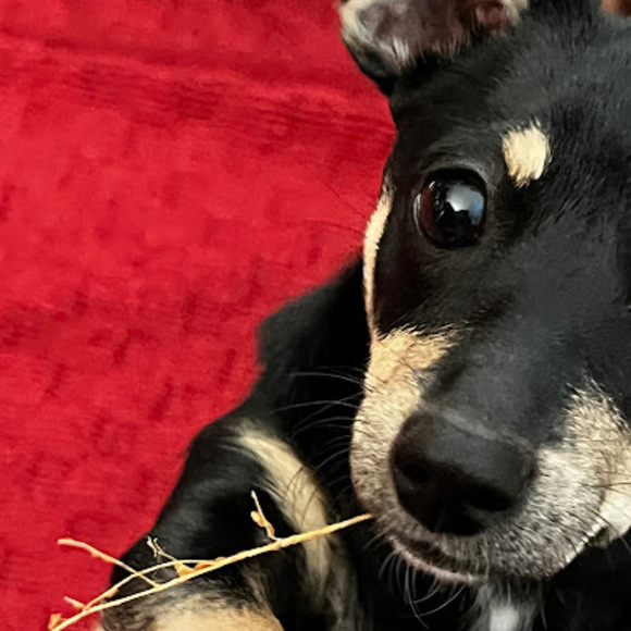 Meet your Posher, R sebastian - Picture 1 of 1